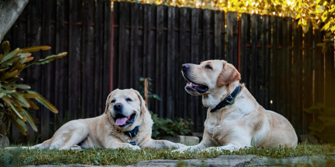 shepherd dogs live outside