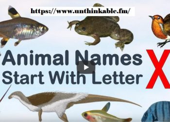 Animals That Begin with the Letter X