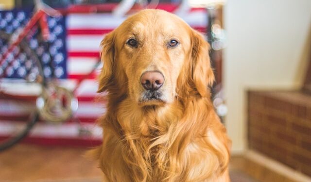 Benefits of Goat Milk for Dogs