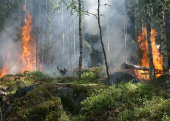 Los Angeles Wildfires and Wildlife