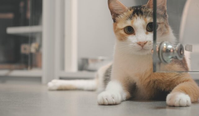 Adopting Shelter Pet