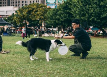 Dog Trainer Tips