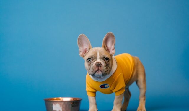 Dogs Raw Diets Pros and Cons