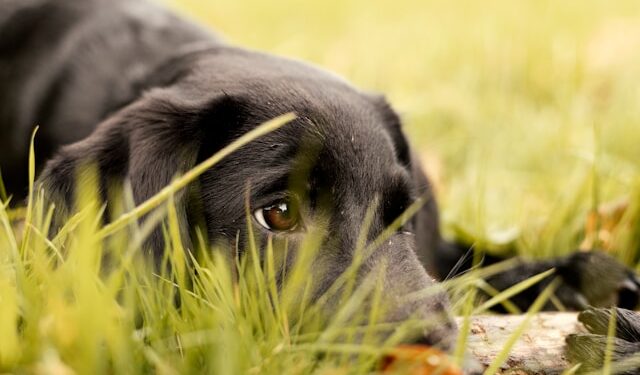 Dogs Separation Anxiety