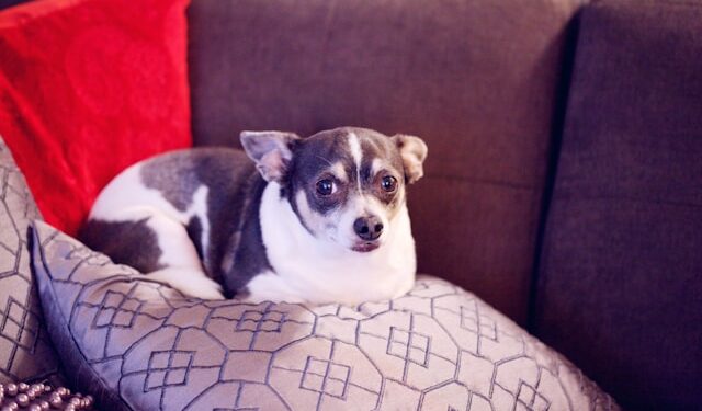 How to Tell Pet Overweight