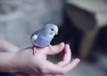 Keep Pet Bird Happy