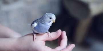 Keep Pet Bird Happy