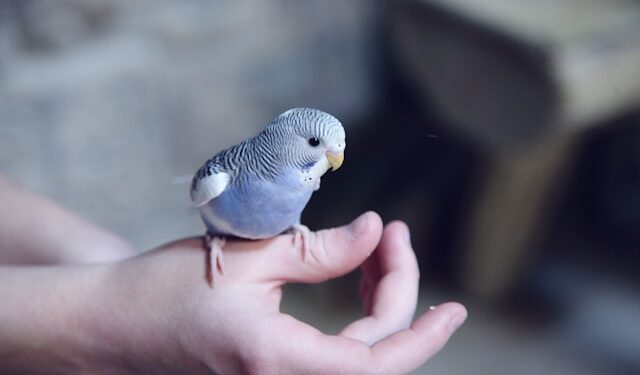 Keep Pet Bird Happy