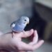 Keep Pet Bird Happy