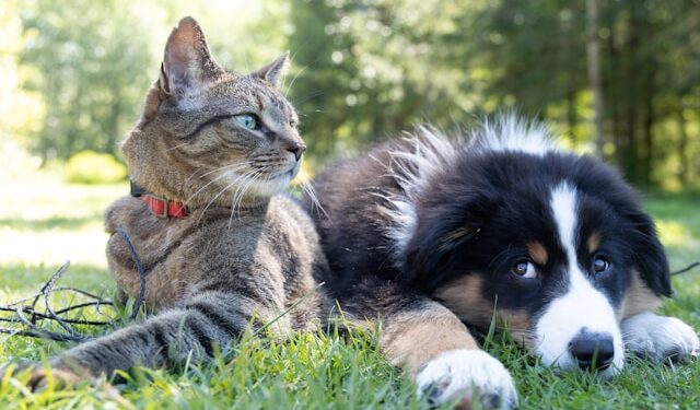 Low-Maintenance Pets for Busy People