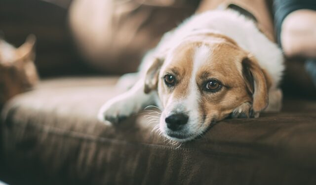 Pet First Aid