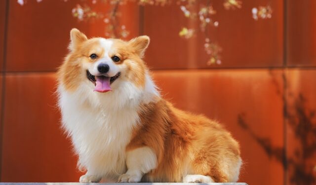 Pet Spring Cleaning Tips