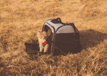 Pet Travel Tips