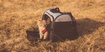 Pet Travel Tips