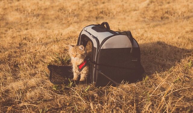 Pet Travel Tips