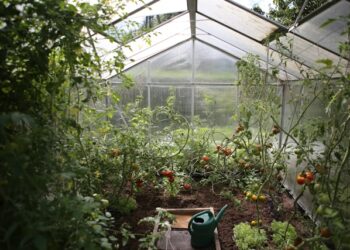 Raised Garden Bed for Vegetables