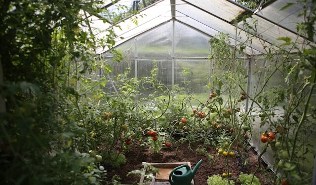 Raised Garden Bed for Vegetables