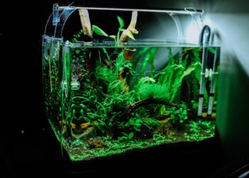 Set Up Aquarium for Pet Fish