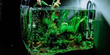 Set Up Aquarium for Pet Fish