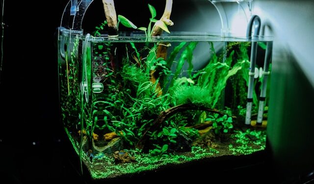 Set Up Aquarium for Pet Fish