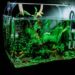 Set Up Aquarium for Pet Fish