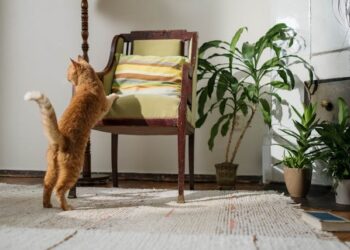 Stop Cat from Scratching Furniture