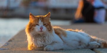 Understanding Cat Behavior