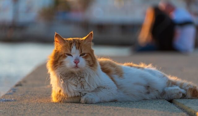 Understanding Cat Behavior