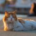 Understanding Cat Behavior