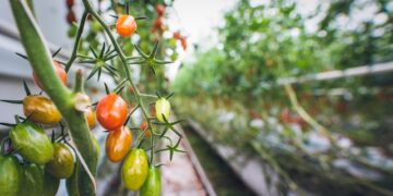 Vertical Gardening