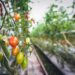 Vertical Gardening