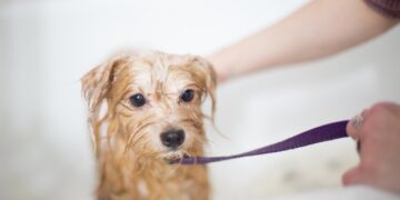 Best Pets Shampoos