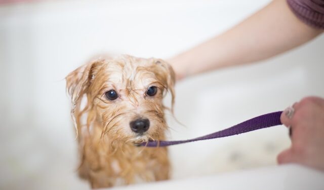 Best Pets Shampoos
