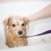 Best Pets Shampoos