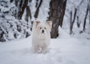 Cold Weather Pet Tips