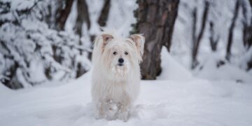 Cold Weather Pet Tips