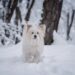 Cold Weather Pet Tips