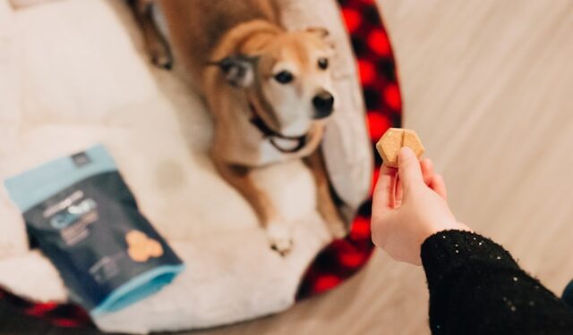 DIY Dog Treat Recipes