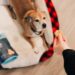 DIY Dog Treat Recipes