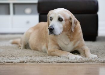 Diets for Senior Pets