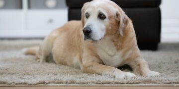 Diets for Senior Pets