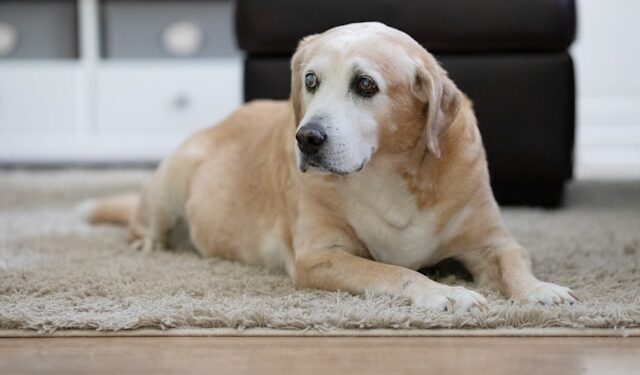 Diets for Senior Pets