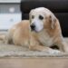 Diets for Senior Pets