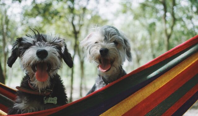 How to Socialize Dog