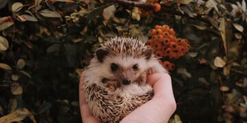 Pet Hedgehog Tips