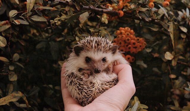 Pet Hedgehog Tips