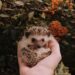 Pet Hedgehog Tips