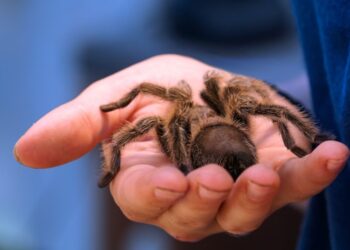 Pet Tarantulas Guide