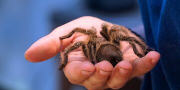 Pet Tarantulas Guide