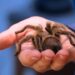 Pet Tarantulas Guide